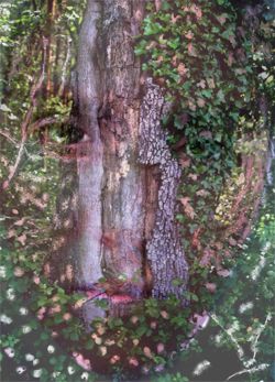 Girls in the Trees - Limited Edition Photographic Art by Christopher Strong